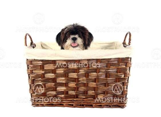 Puppy basket