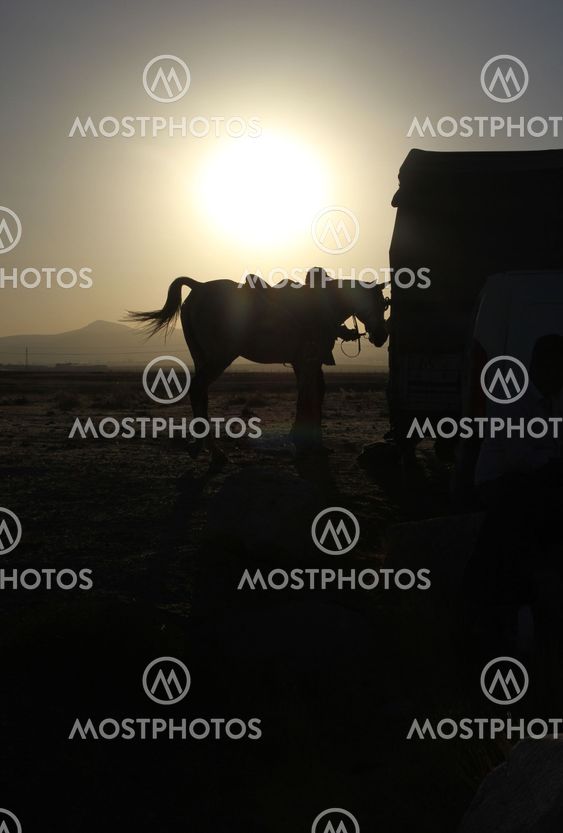horse owner and sunset
