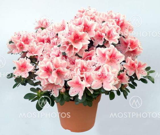 Azalea