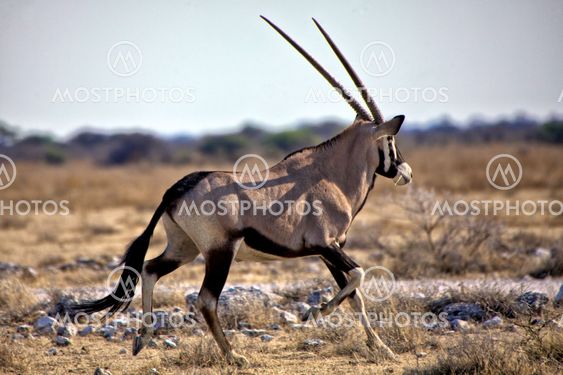 an oryx running at etosha natinal park namibia