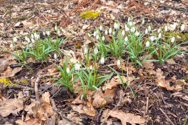 Flowering snowdrop in early spring