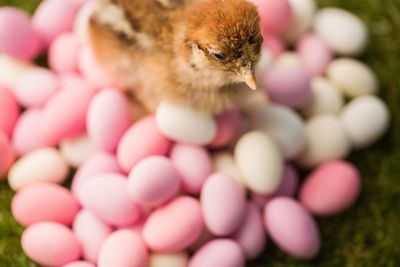 Stuffed chick with easter eggs 