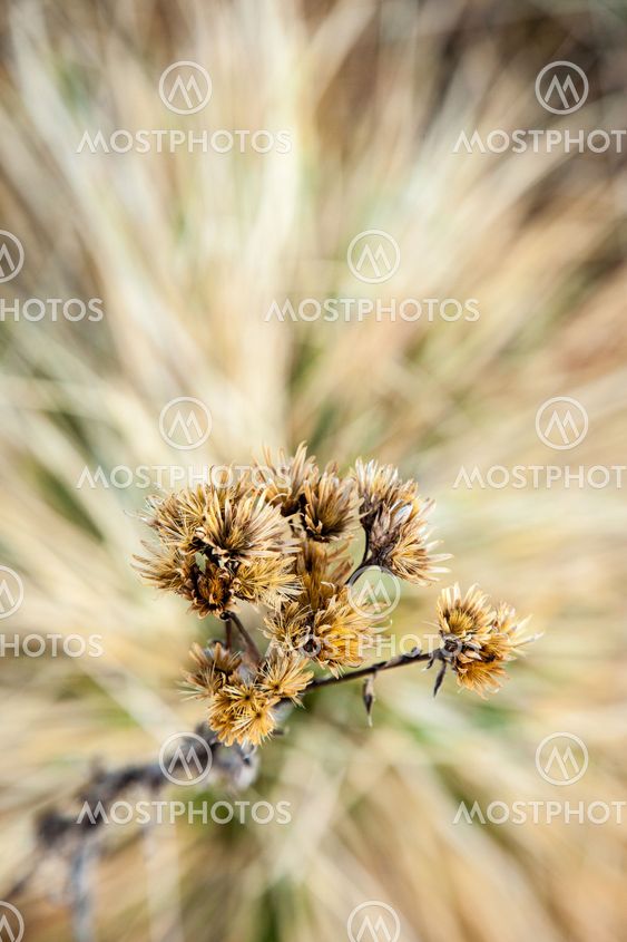February flower