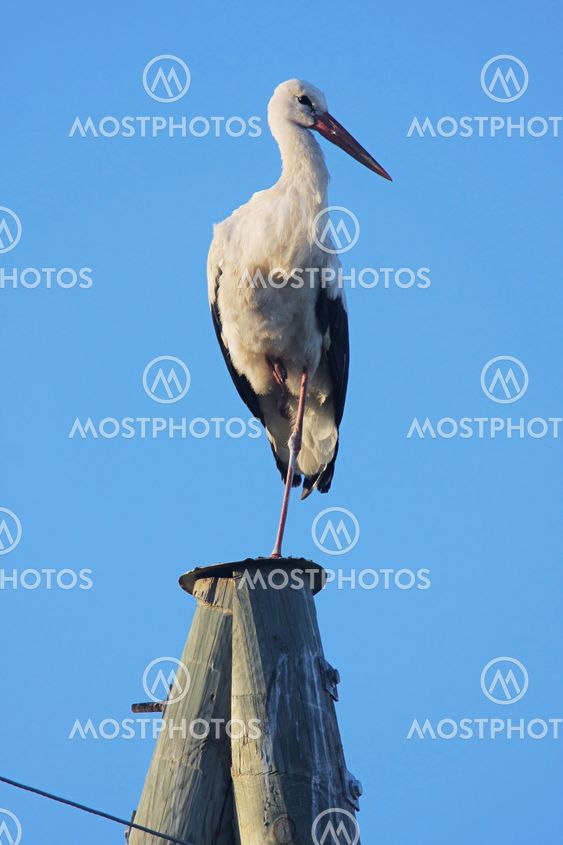 Stork on pole