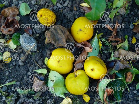 Quinces