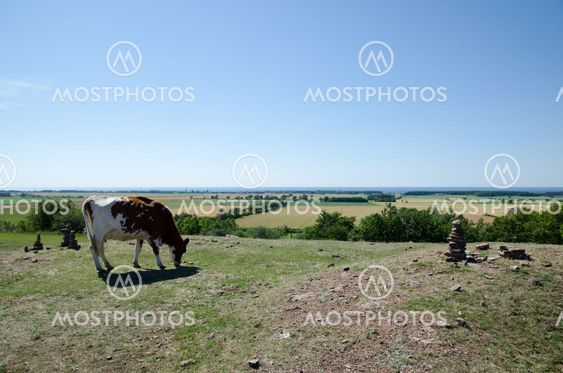 Cow grazing on hill at nice view
