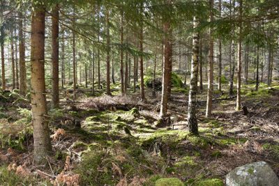 Ljus och öppen granskog