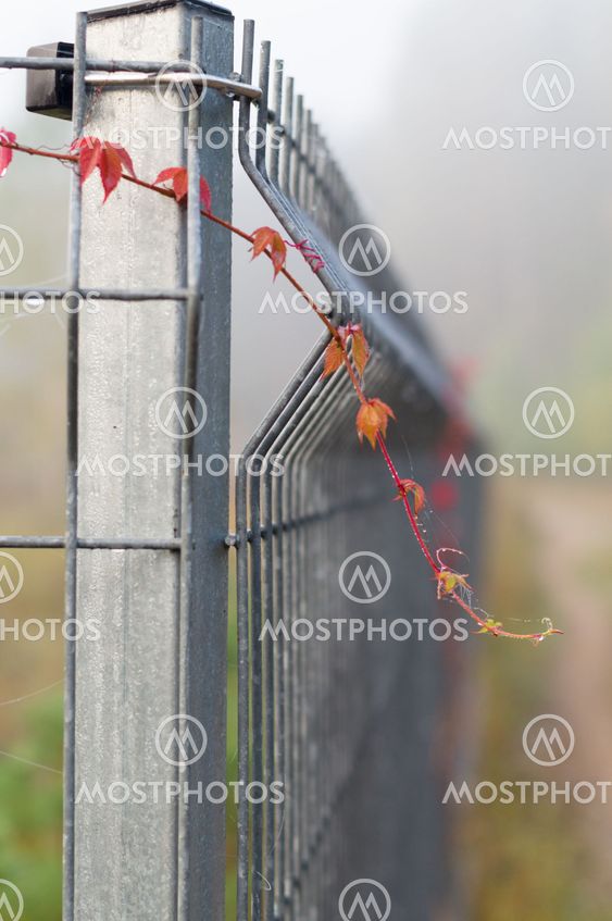 Closeup on metal rod fence with climbing plants
