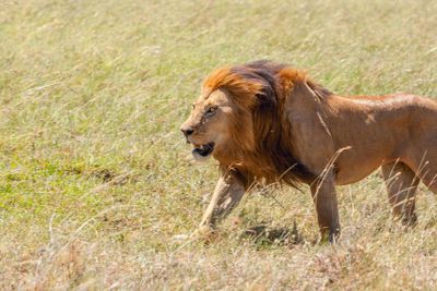 lion close up against grass background