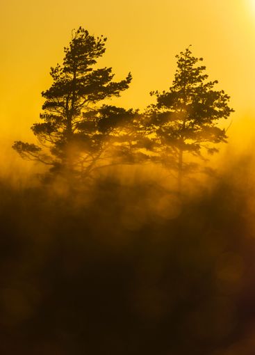 Evening light casts a warm glow on trees in Sweden,...