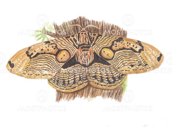 moth-owl moth