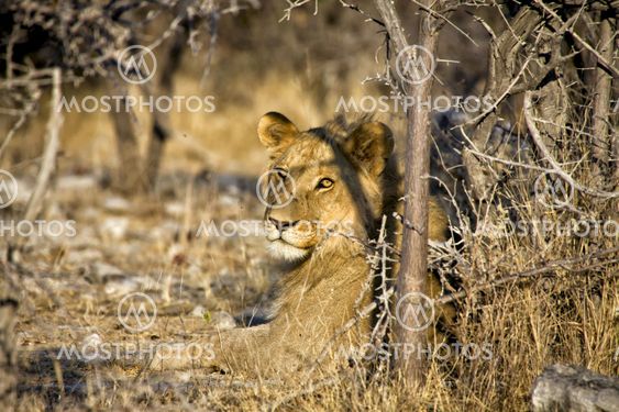 a lion looking at me at etosha national park namibia africa