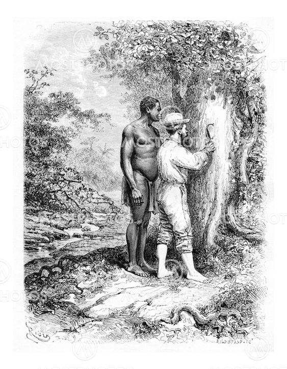 Carving Initials on a Tree in Oiapoque, Brazil, vintage engraving