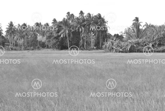 paddy field