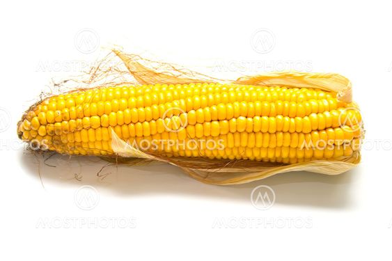 Freshly harvested corn