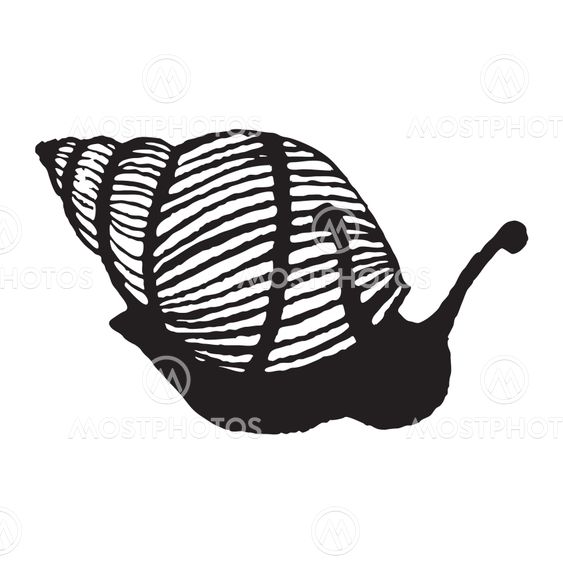 Silhouette of snail
