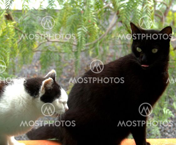 hihi, good joke blacky!