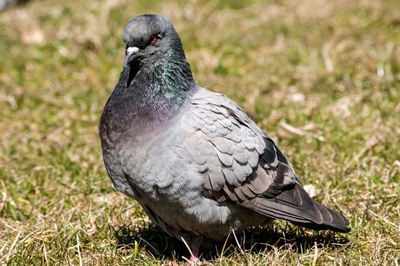 Rock feral pigeon dove