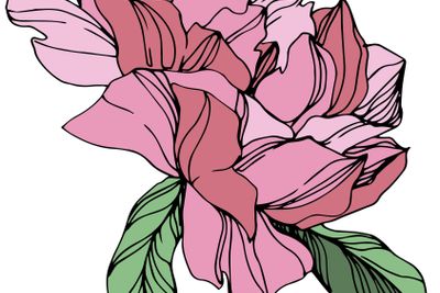 Vector Pink peony. Floral botanical flower. Engraved ink...