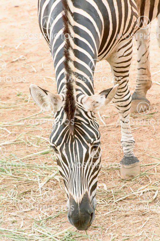 Zebra