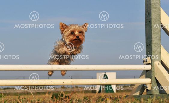 jumping yorkshire