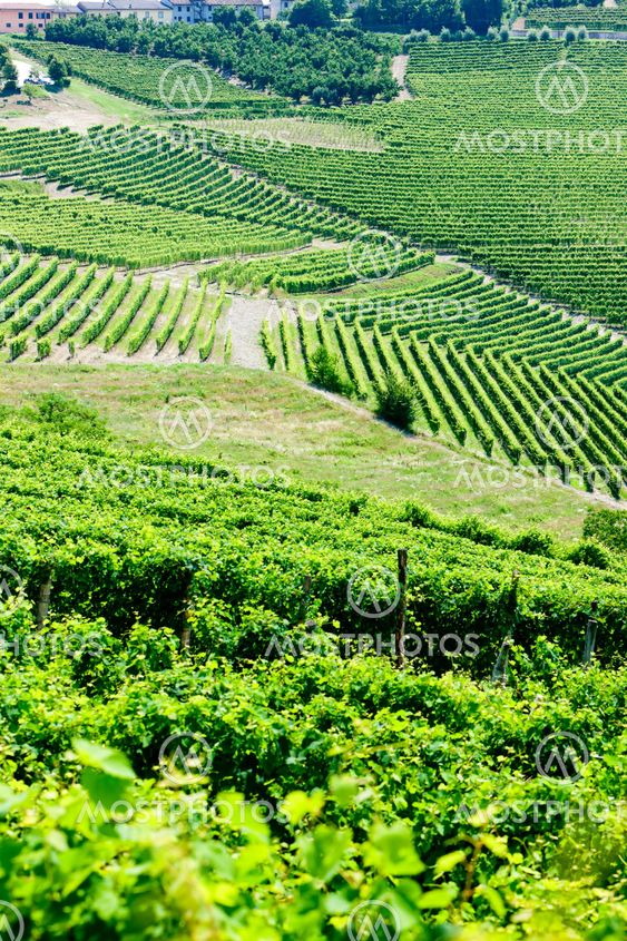 Vineyars lähellä Barbaresco, Piedmont, Italia
