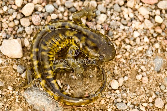 Nära upp Tiger Salamander