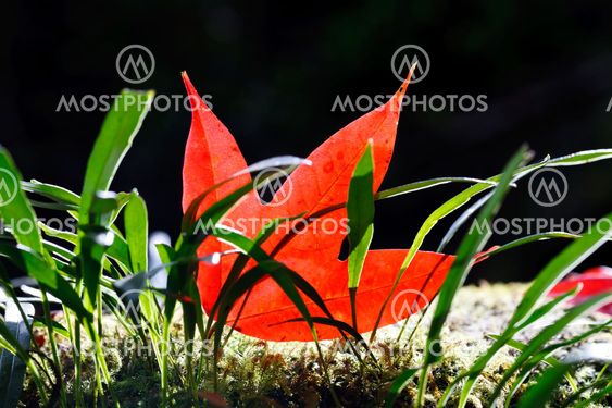 Red maple leaf and green ferns