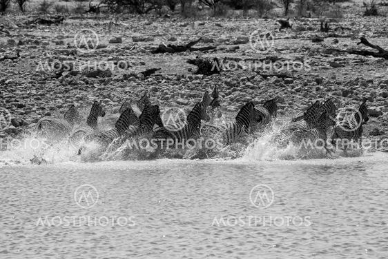 zebra running in a water hole in etosha national park namibia