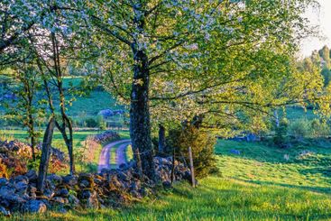 Cultural landscape in the countryside an evening at spring