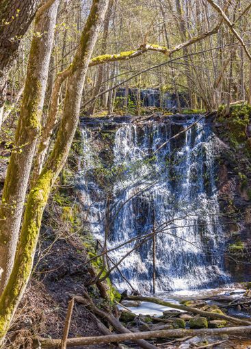 Lush green spring branches at a waterfall