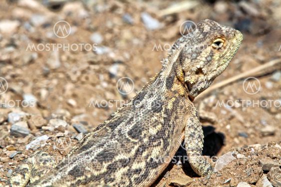 lezard in etosha national park namibia africa