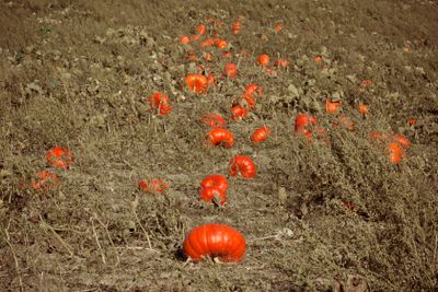 Pumkins in Osterlen Skane Sweden