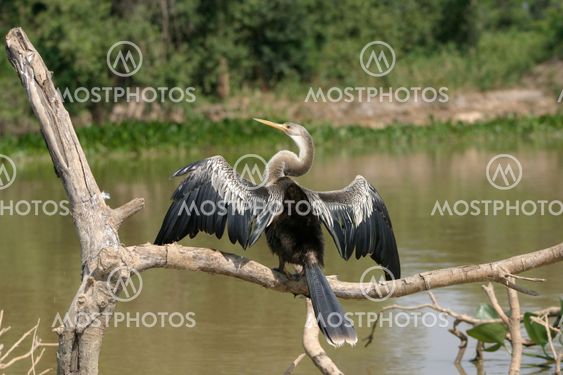 Snakebird (Darter)