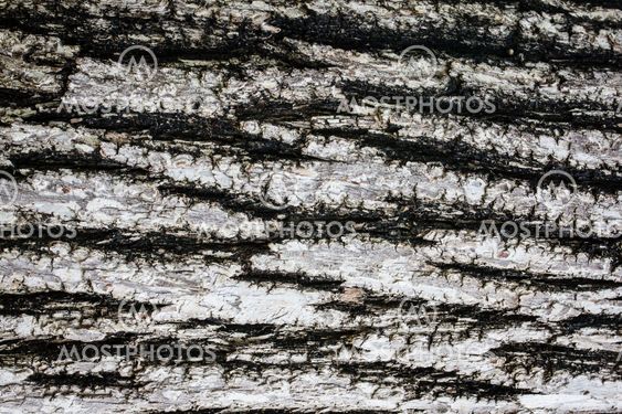 Bark of Old Wood Tree Texture Background Pattern