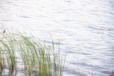 Grass in the lake in summer season