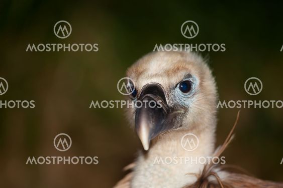 Vulture, The Merindades, Burgos, Spain
