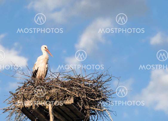 White Stork (Ciconia ciconia) standing on the nest