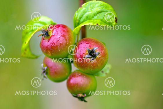 Apple tree