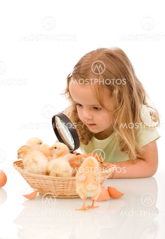 Little girl with large lens studying chicks