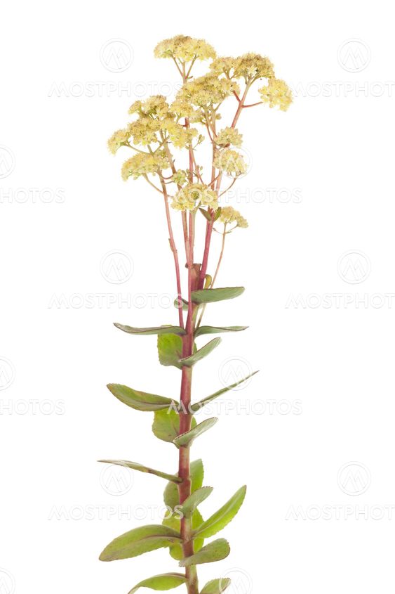 Sedum suuri