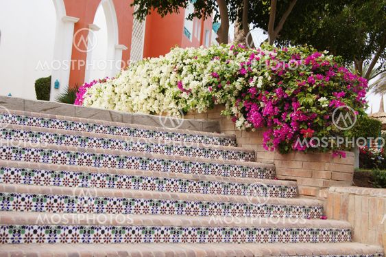 Ceramic tiles stairs and bougainvillea