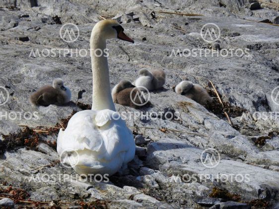 swan family