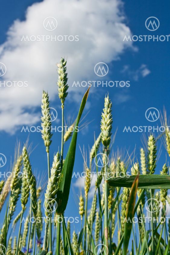 Ears of grain-growing