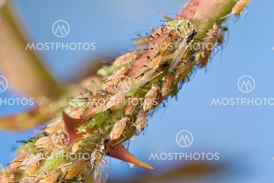 aphids