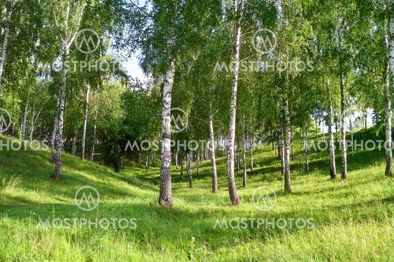 Birch Grove in the gully