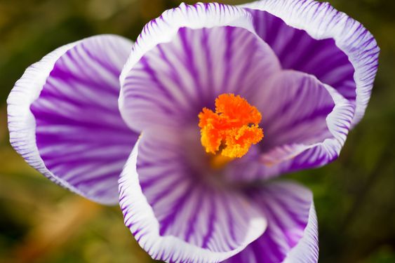 Purple and white striped spring crocus