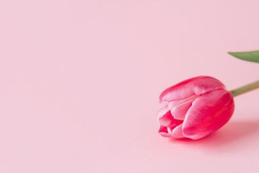 One tulip flower on a pink background.