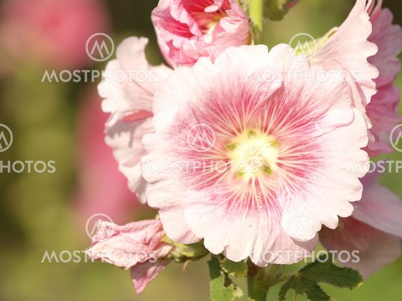 Pink hollyhock (Althaea rosea) blossoms on a summer day