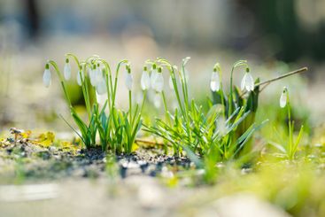 Spring snowdrop flowers blossoming outdoors.